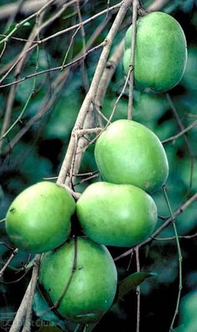 アフリカマンゴノキ