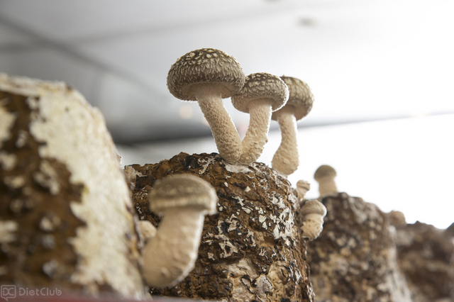 しいたけってどうやってできるの？～つくるところからお店にならぶまでを学ぶ2日間～